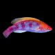 Lubbock's Fairy Wrasse