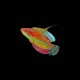 McCosker Flasher Wrasse