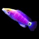 Mystery Wrasse