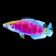 Mystery Wrasse