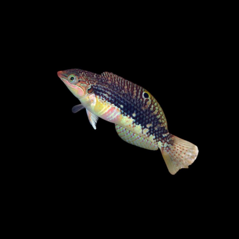 Bleeding Heart Wrasse