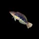 Bleeding Heart Wrasse