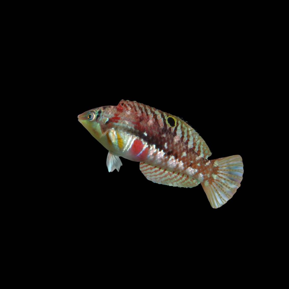 Bleeding Heart Wrasse