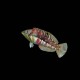 Bleeding Heart Wrasse