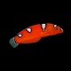 Red Coris Wrasse