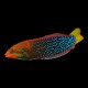 Red Coris Wrasse