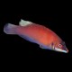 Scarlet Pin Strip Wrasse