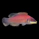 Scarlet Pin Strip Wrasse