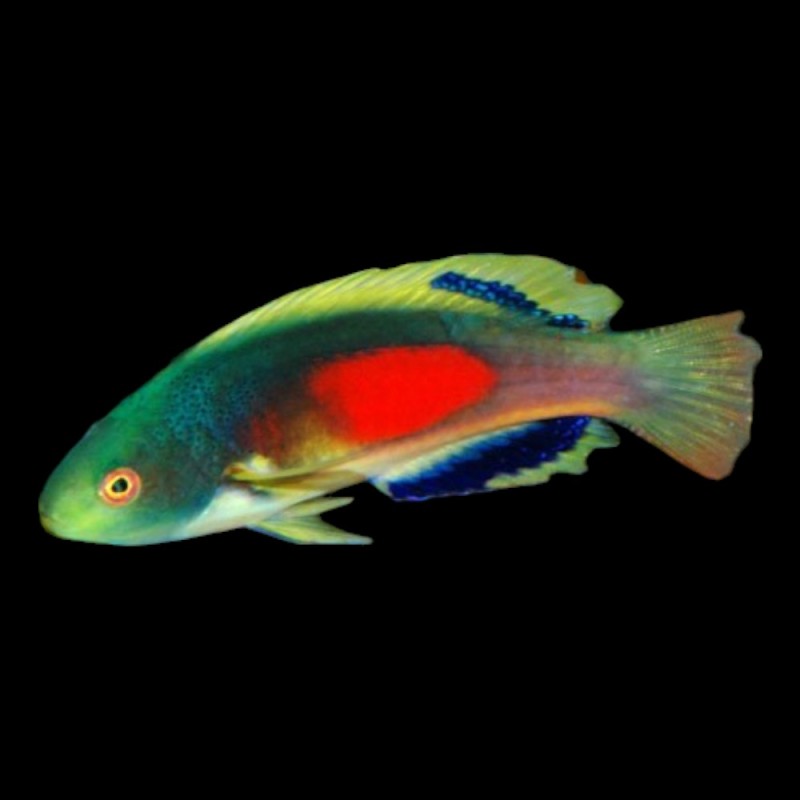 Scotts Wrasse