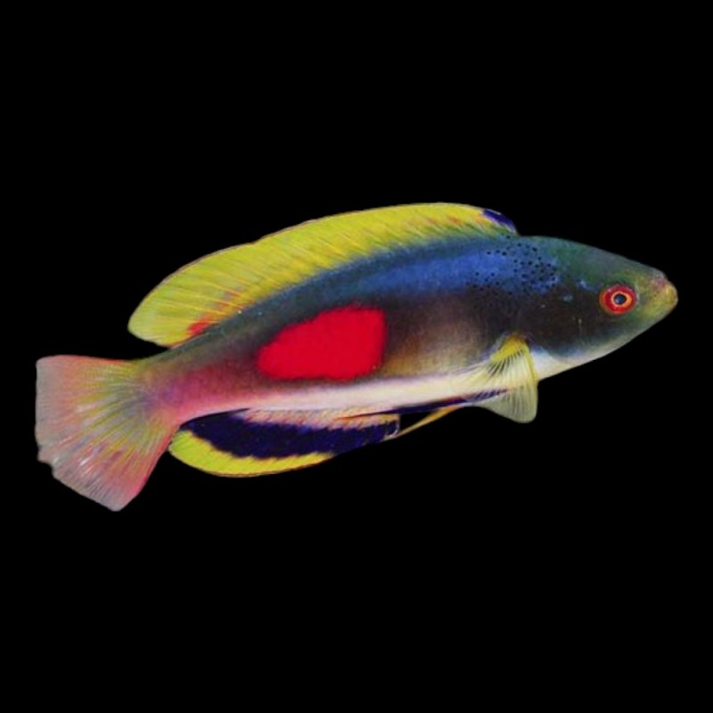 Scotts Wrasse