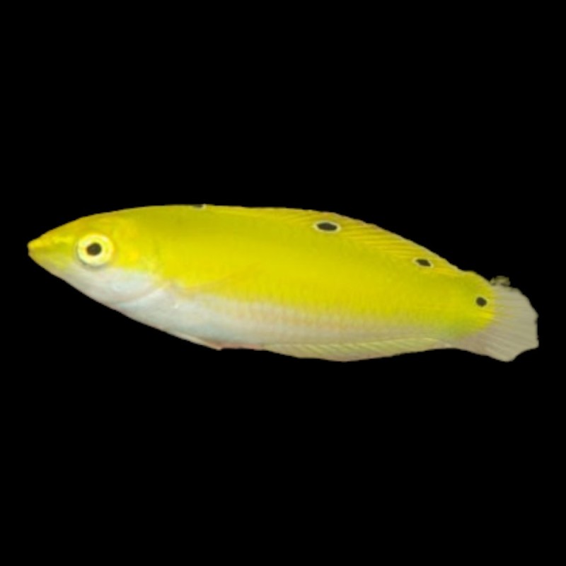 Silver Belly Wrasse
