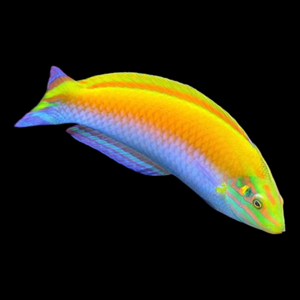 Silver Belly Wrasse
