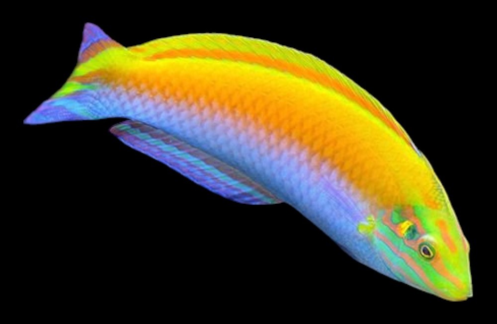 New Marine Fish Arrivals In Store!