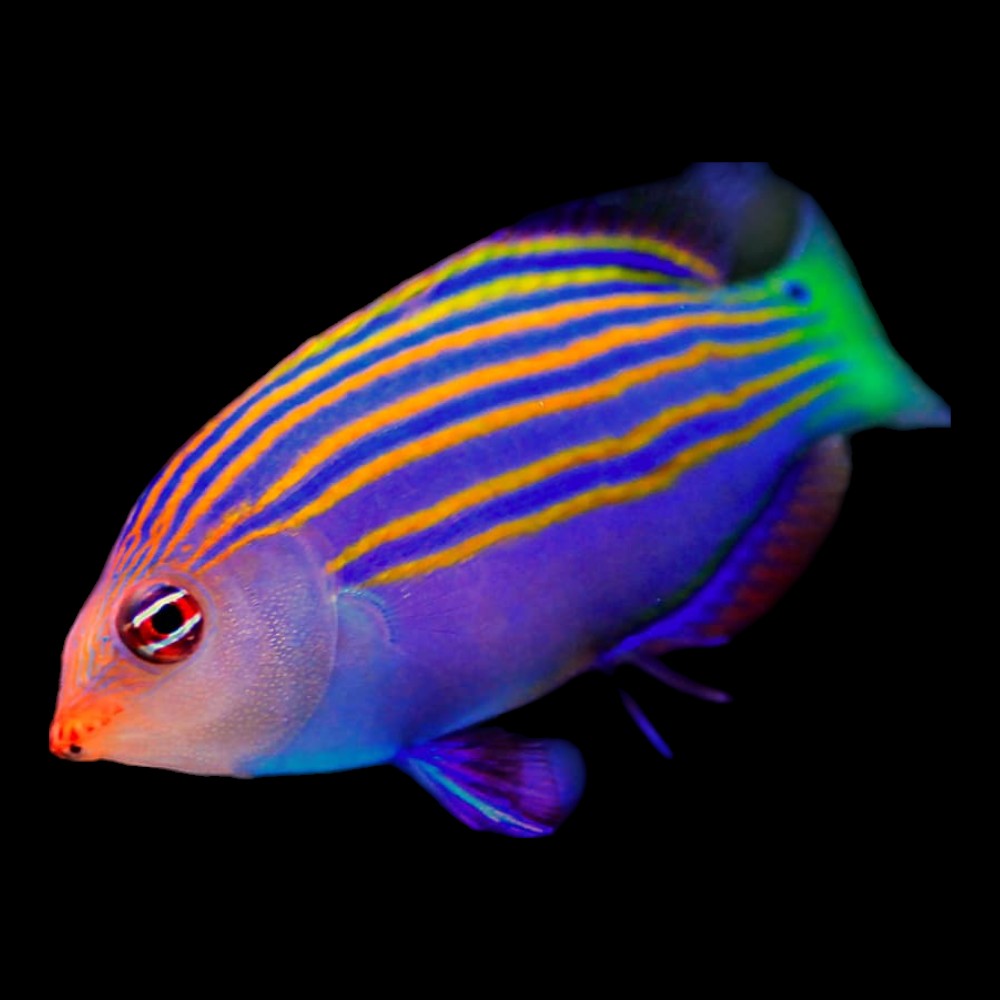 Six-Lined Wrasse