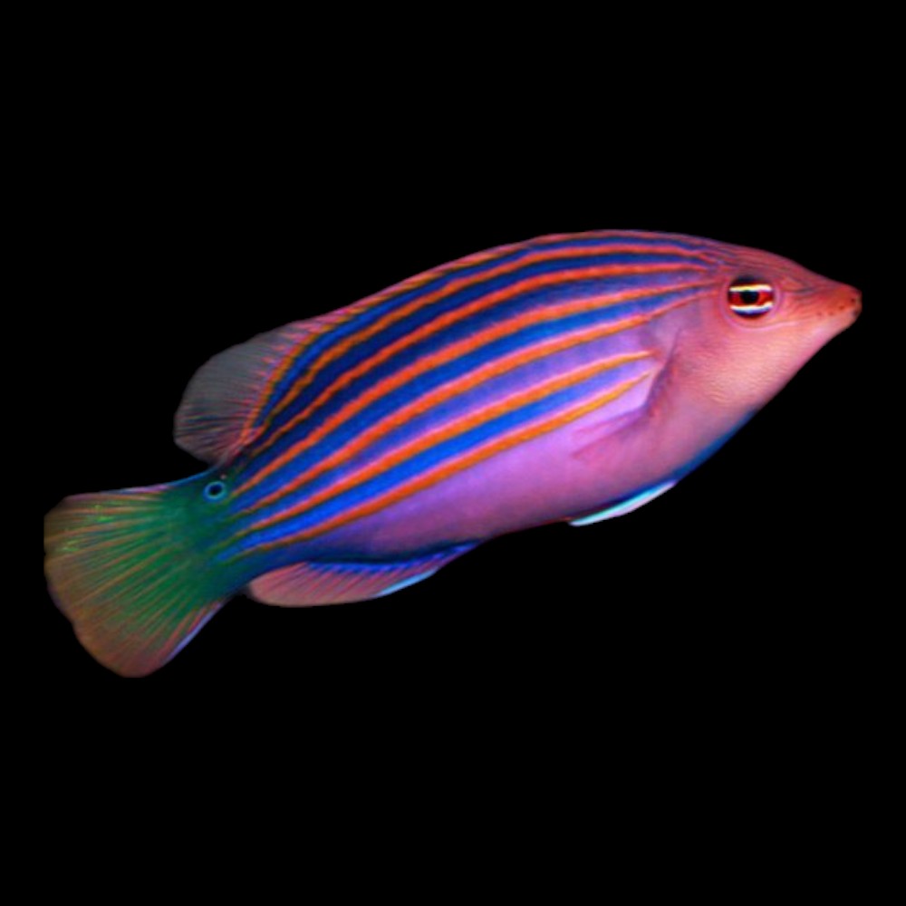 Six-Lined Wrasse