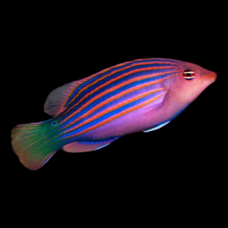 Six-Lined Wrasse