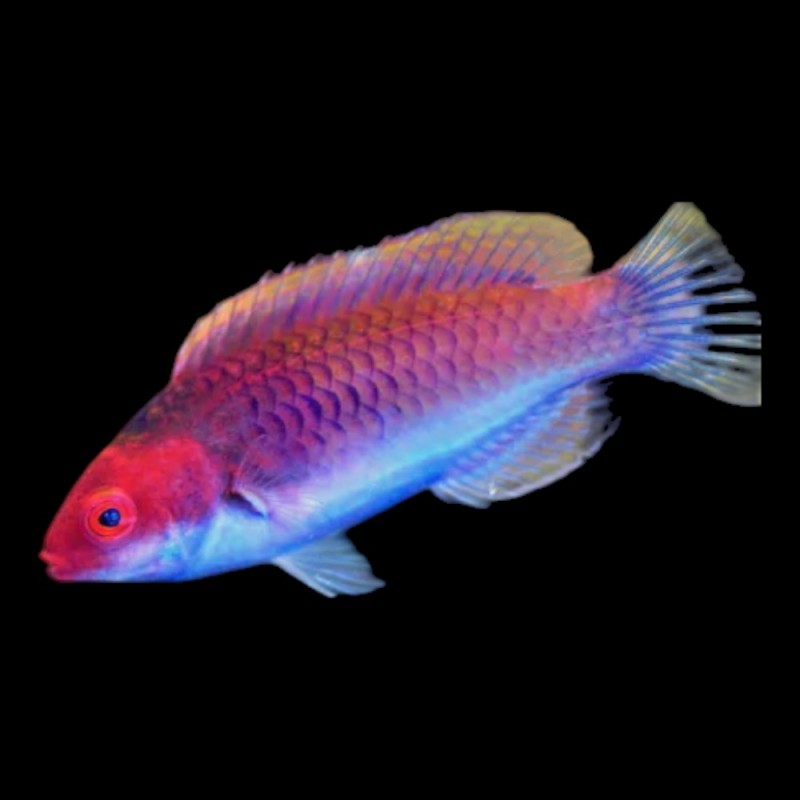 Solar Fairy Wrasse