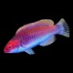 Solar Fairy Wrasse