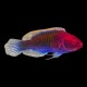 Solar Fairy Wrasse