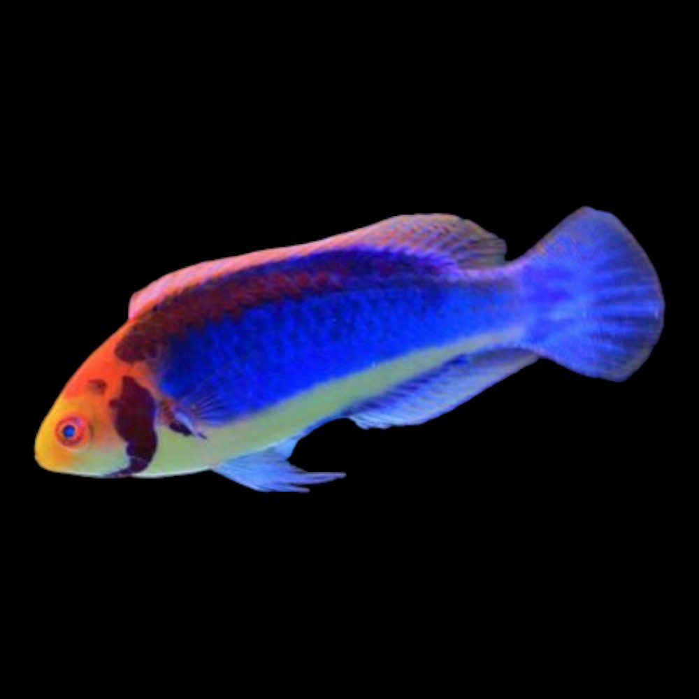 Solerensis Wrasse