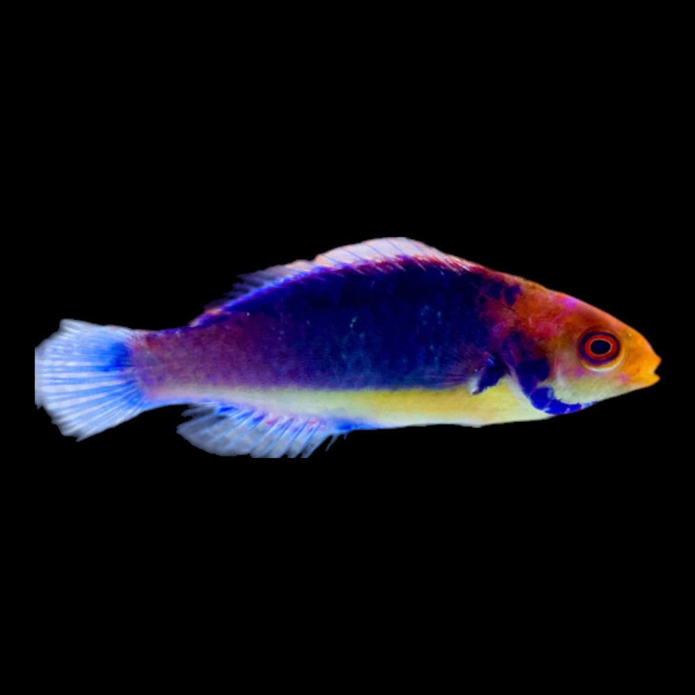 Solerensis Wrasse