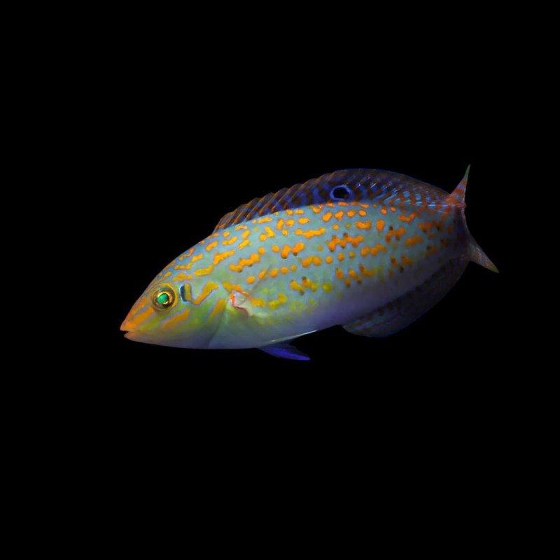 Timor Wrasse