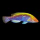 Tri - Color Fairy Wrasse