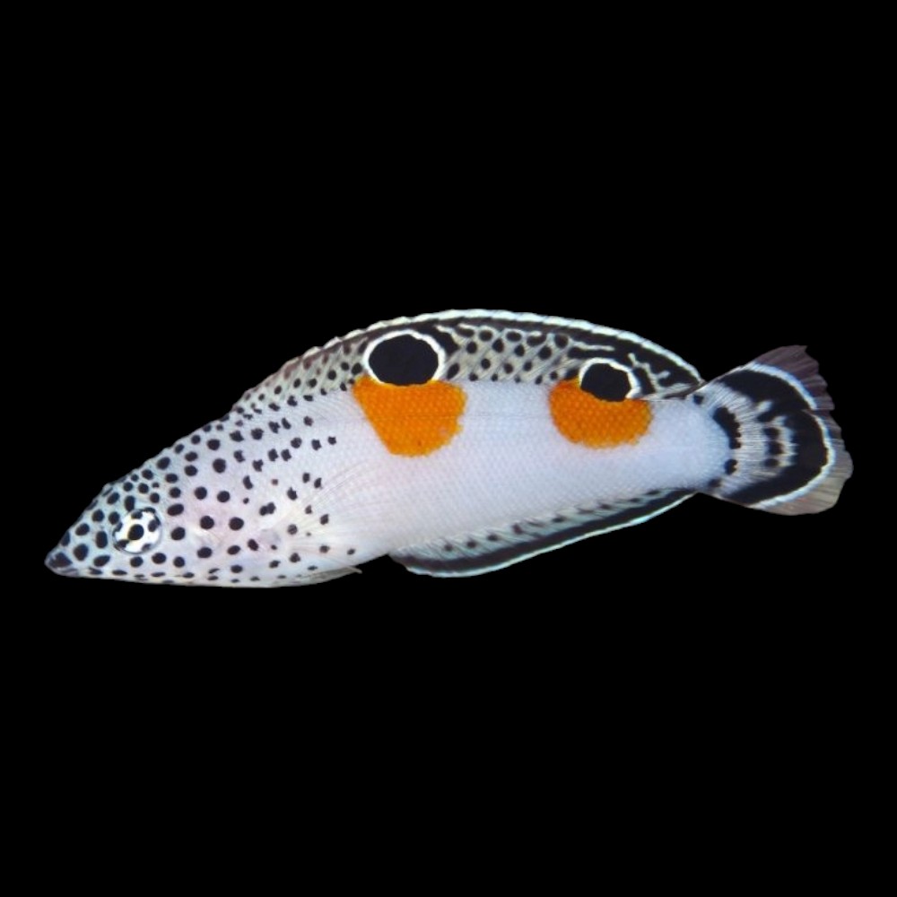 Twin Spot Wrasse