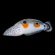 Twin Spot Wrasse