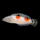Twin Spot Wrasse