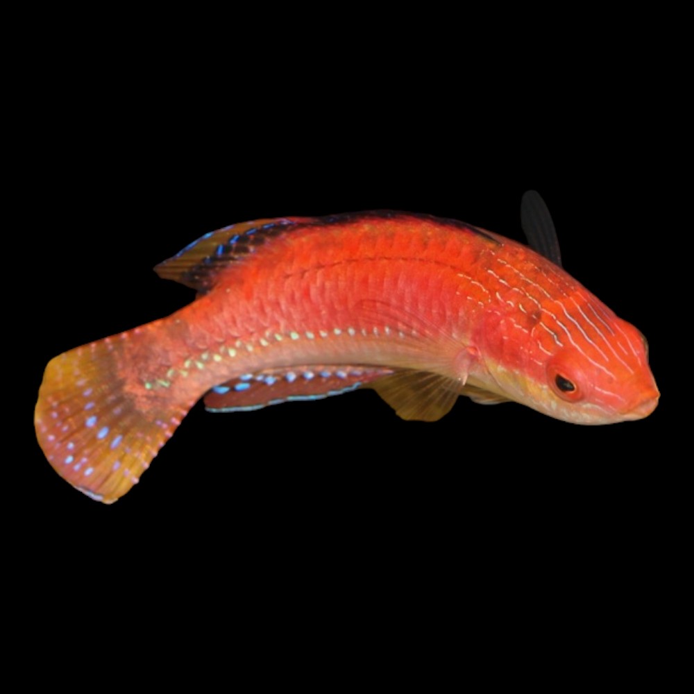 Whip Fin Fairy Wrasse