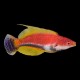 Whip Fin Fairy Wrasse