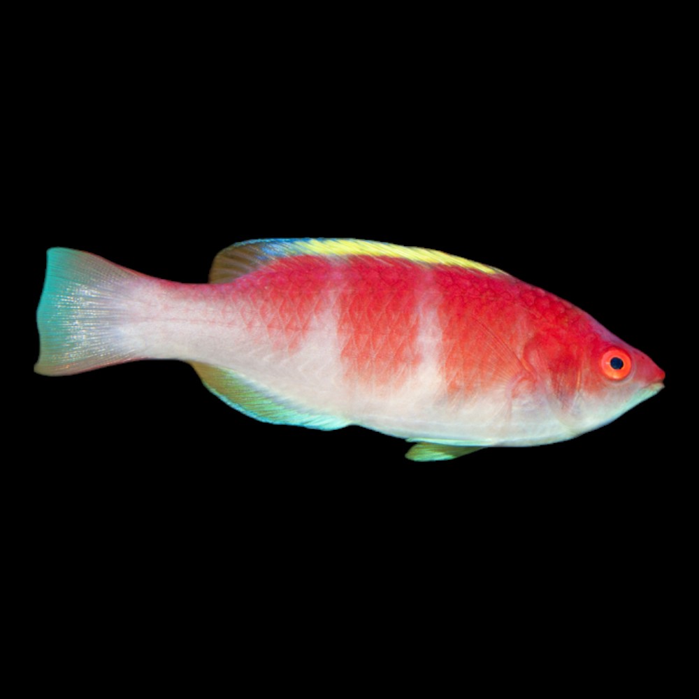 Yellow Fin Fairy Wrasse