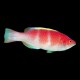 Yellow Fin Fairy Wrasse