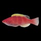 Yellow Fin Fairy Wrasse