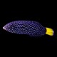 Yellow-Tail Spotted Wrasse