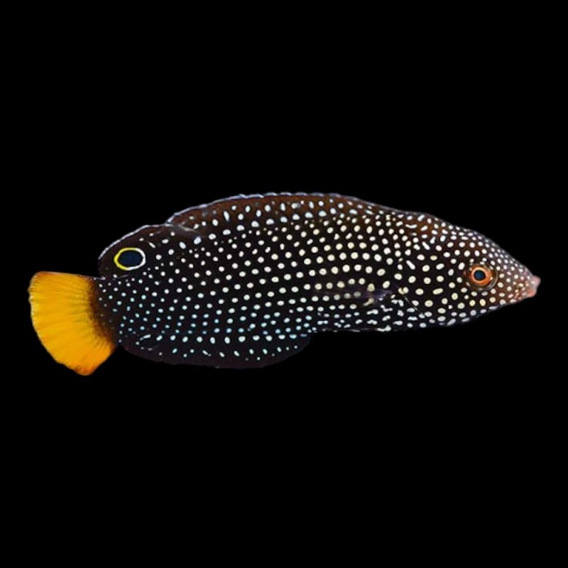 Yellow-Tail Spotted Wrasse