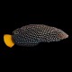 Yellow-Tail Spotted Wrasse