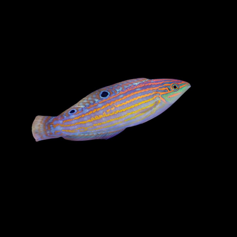 Cosmos Wrasse