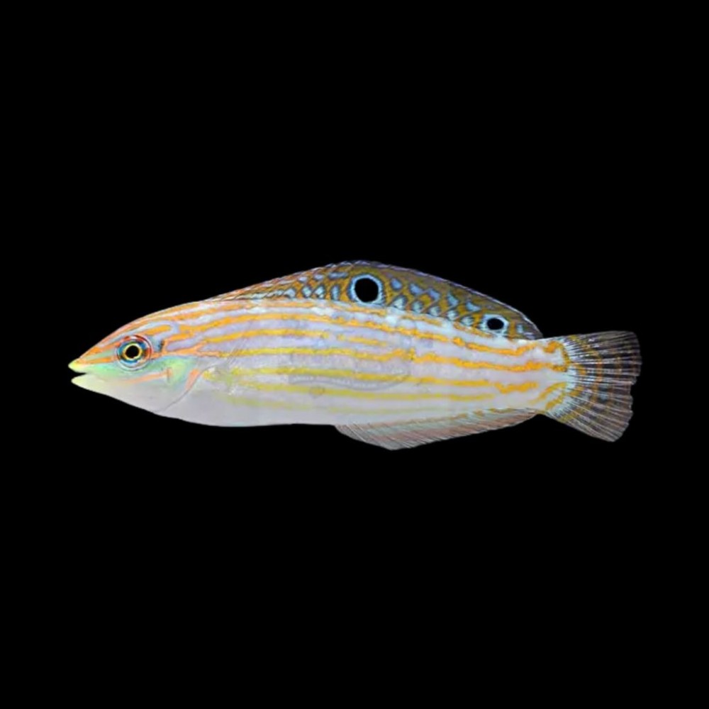 Cosmos Wrasse