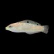 Cosmos Wrasse