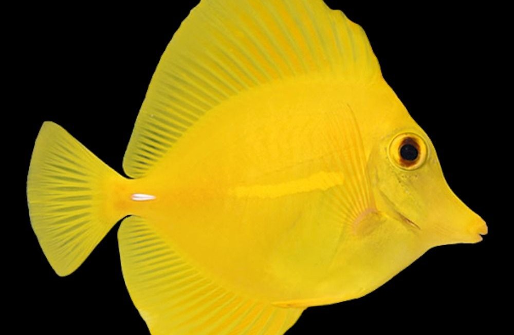 Discover Our Exquisite New Marine Fish Arrivals!