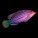 Wrasse
