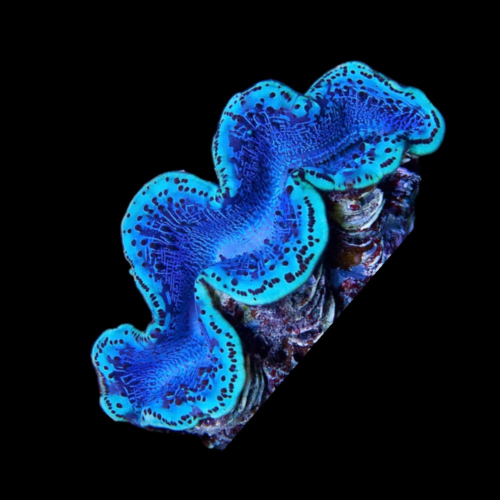 Maxima Clam