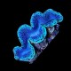 Maxima Clam