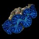 Maxima Clam