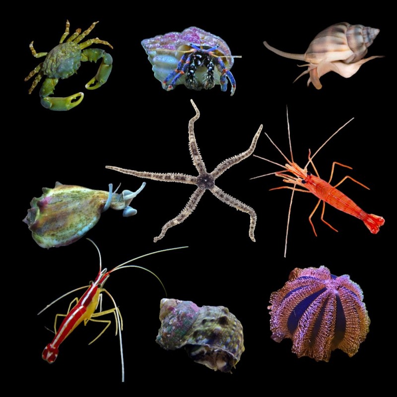 Reef Cleaner Pack 200 Litre