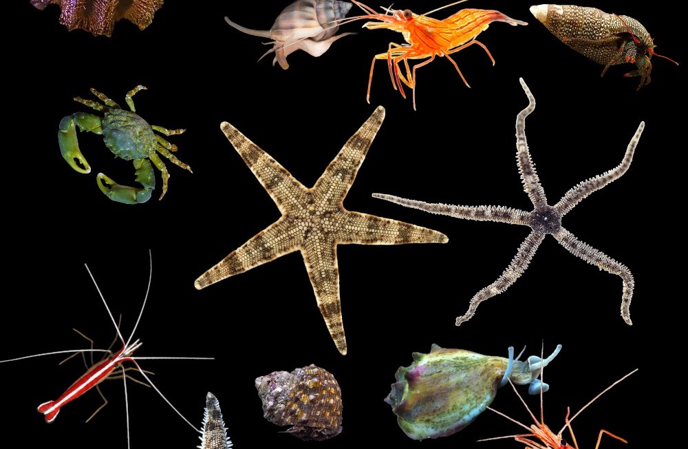 New in! Have a look at our latest Marine Invert Arrivals! 