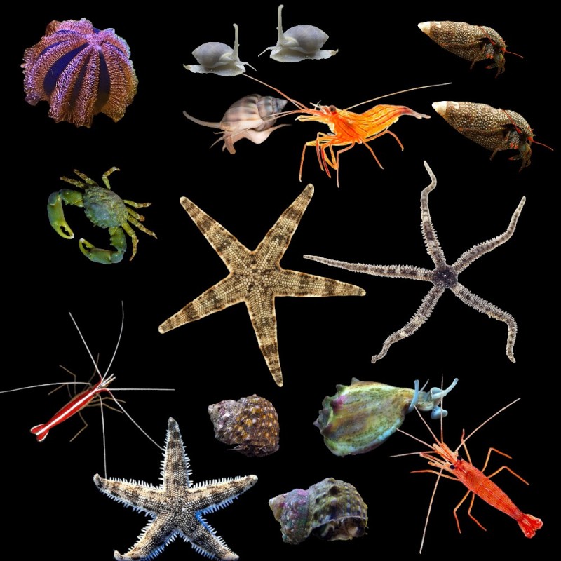 Reef Cleaner Pack 500 Litre