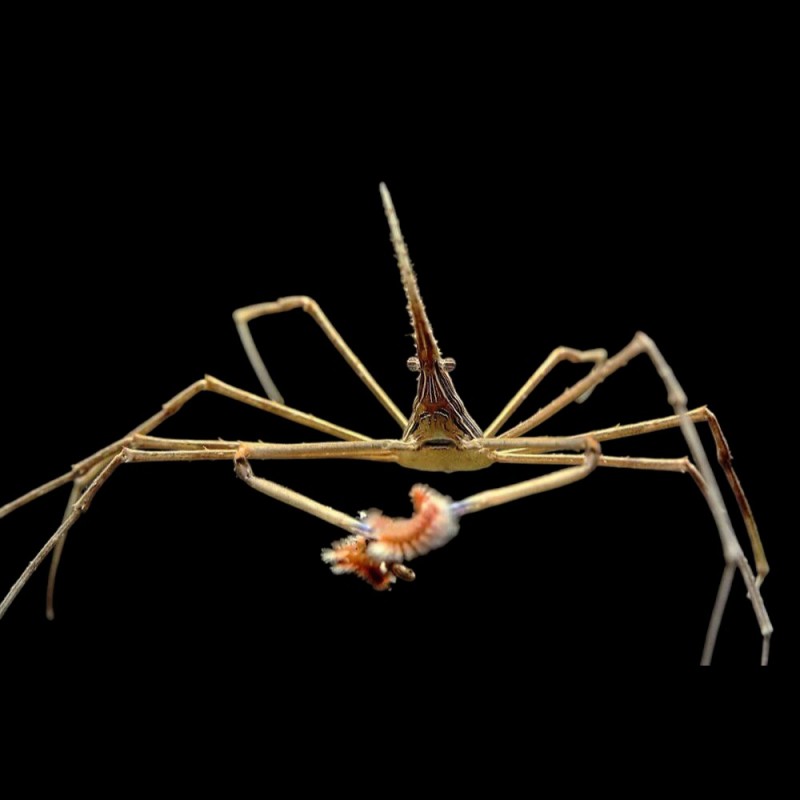 Arrow Crab